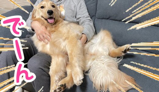 【26キロの赤ちゃん】大型犬であることを忘れて全体重を預けて甘えてくるゴールデンレトリバーが可愛い