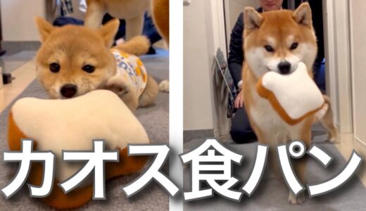 柴犬と豆柴2人に食パンを与えるも奪い合いカオスになる