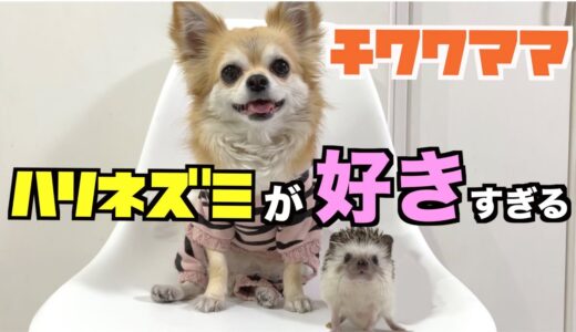 【犬とハリネズミ】ハリネズミの撮影に必ず写り込んでくるチワワママ