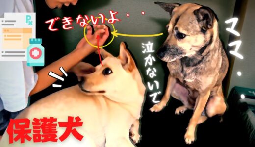 【保護犬】2匹と暮らしたら兄犬の優しい行動にママが感極まり・・