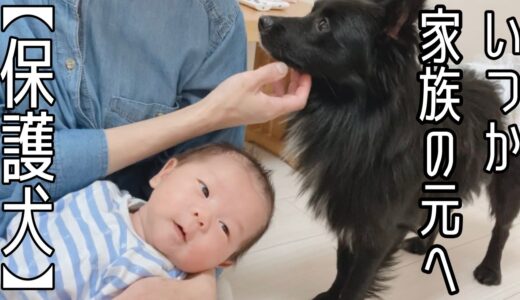 ブリーダー放棄の保護犬、旭が本当のご家族さまと出逢うまで。もう少しだけ家族でいさせてね「vol 193」