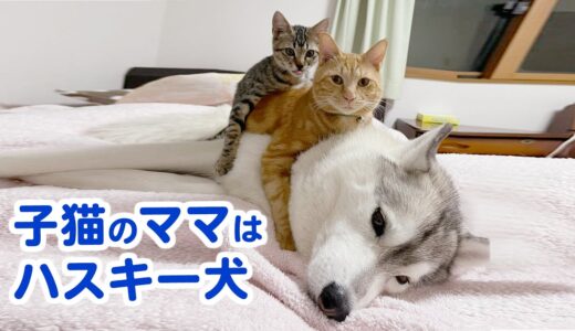 【ママはハスキー犬】保護された子猫がハスキー犬に育てられました♡