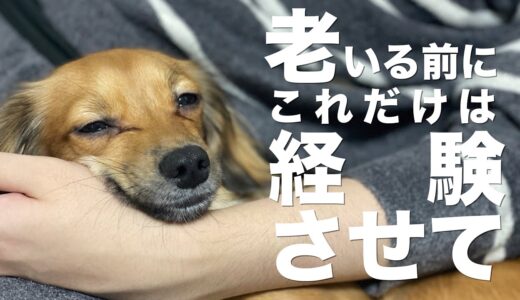 犬が老いる前に経験させておくべきこと