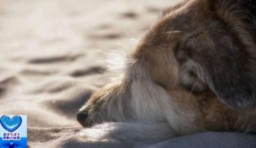 浜辺で海を見続けている犬。その悲しい理由に涙溢れる【感動】