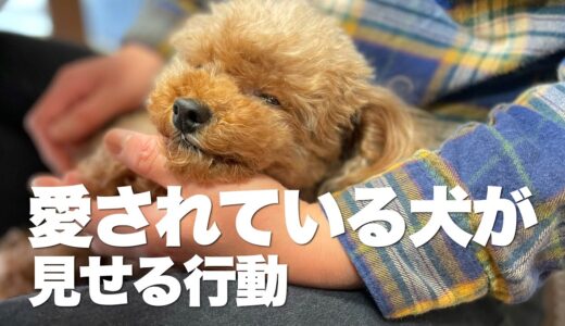 飼い主に愛されている犬が見せてくれる行動