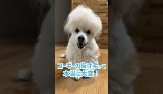 アフロ犬になったコーギー犬