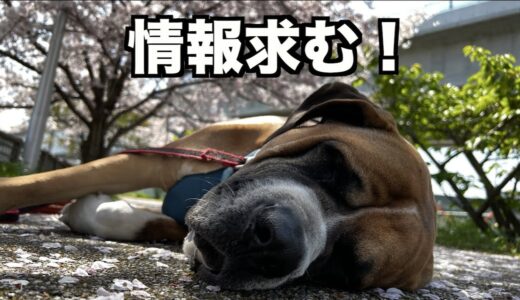 西日本の犬連れオススメ教えて!