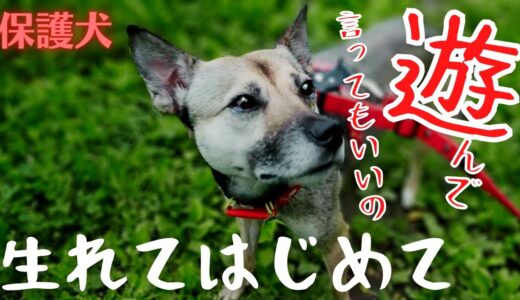 虐待で怯え震えた保護犬が生まれて初めてオドオドしながらも、遊ぶ姿に涙