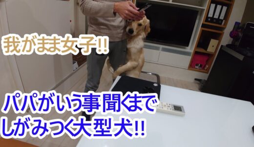 わがまま。パパにお願い事がある時はしがみつく大型犬。ゴールデンレトリバーティト。