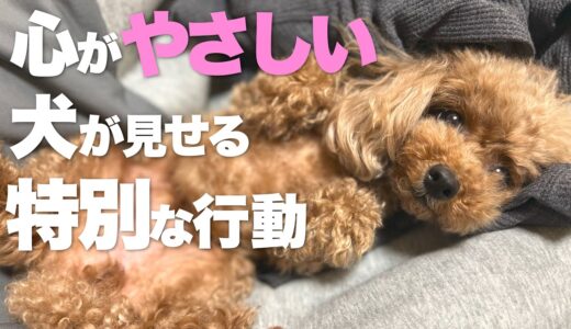 優しすぎる犬が見せる特別な行動　やさしい犬の仕草【犬の行動】