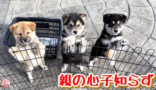 【子犬　保護犬】思うように遊んでくれない子犬たち