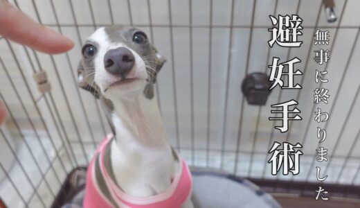 妹犬の避妊手術が無事に終わって安堵する飼い主と兄犬【イタグレ】