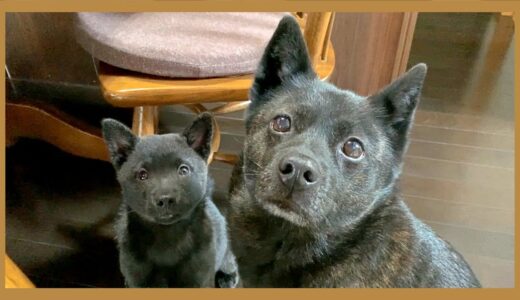 【甲斐犬】飼い主がオヤツを食べていたらサッと集合するカナムギがコチラですw