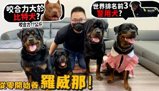 【從零開始養】羅威那!羅馬流浪犬的後代?咬合力比比特犬高!侵犯領土會受傷?公狗相見會打起來?世界排名第三警犬?智商高!【許伯簡芝】Rottweiler