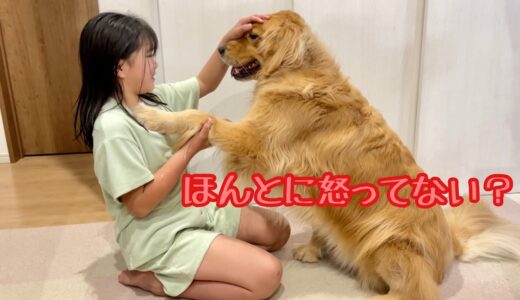 調子に乗りすぎて、大好きな姉を怒らせちゃった時の絶望感がハンパない大型犬クッキー【ゴールデンレトリバーとミニチュアダックスフンド】