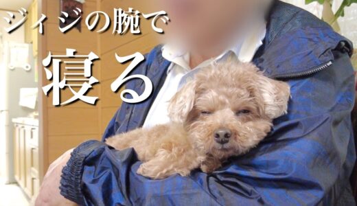 急遽パパ実家で雨宿りしていたら犬がはしゃぎ疲れて爆睡していたｗ【トイプードル】