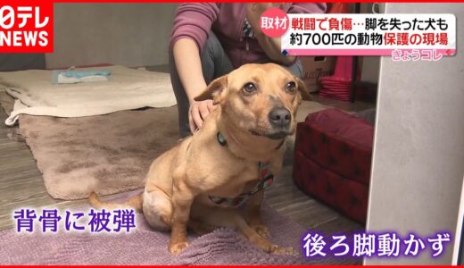 【戦禍のペット保護】脚失った犬も…ウクライナの飼い主“つらい選択”も