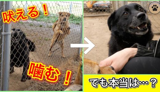 噛むし吠えまくる犬たちがいる檻の中に突撃した結果・・【広島県動物愛護団体みなしご救援隊犬猫譲渡センター】