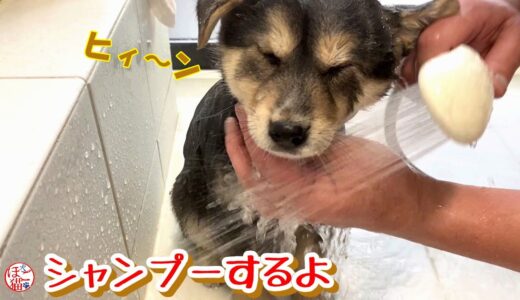 【子犬　保護犬】シャンプーがイヤ過ぎて鳴いちゃう子犬たち