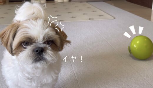 【シーズー】持ってきてっ！！！【犬Vlog】