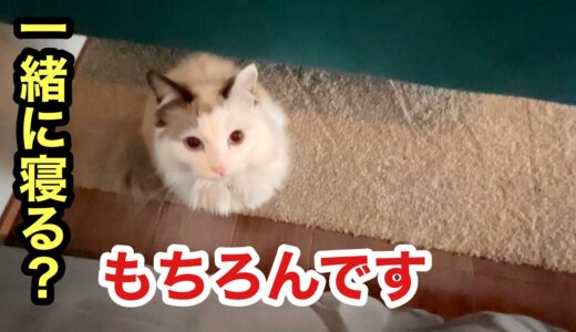 甘えんぼ猫と犬と寝る「幸せな川の字」ダブルベッドがこちらです