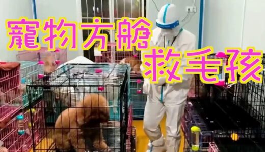 【on.cc東網】東網點評：防疫人員殺寵物犬　貓狗不應淪犧牲品