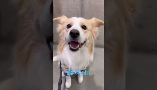 オヤツを目の前にした時の犬さんの返事が気合い入りすぎている（笑）【ボーダーコリー】#shots