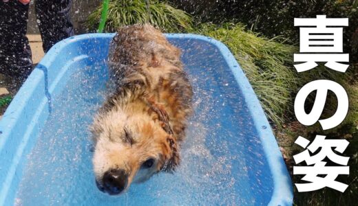 愛犬コロちゃんをシャンプーしたら違う犬になりました…