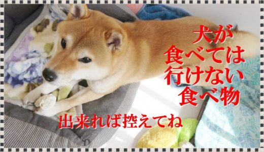 【初心者必見】犬にあげるべきでない１０の食べ物！欲しがる理由と症状を解説！