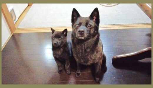 【甲斐犬】ふたりでちょこんと座ってオモチャ開封を待つ様子が可愛すぎるんですけど…！