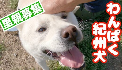 【里親募集】紀州犬キッシュ👍天真爛漫わんぱくですが人生最愛のパートナー犬