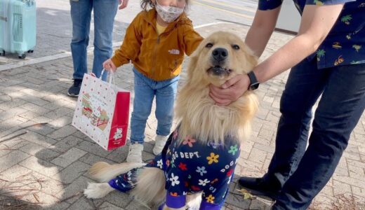 か弱い女の子が初めて大型犬を触ってみた