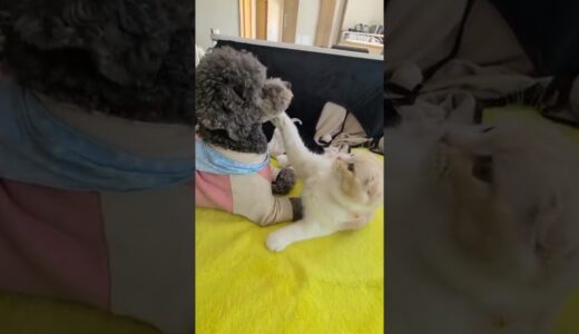 猫と犬、何でそうなるかね？あんたたちは…笑#shorts