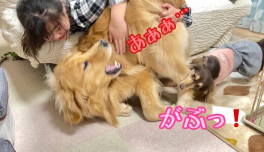 小型犬に噛まれて情けない姿で逃げ惑うナヨナヨ大型犬クッキー【ゴールデンレトリバーとミニチュアダックスフンド】