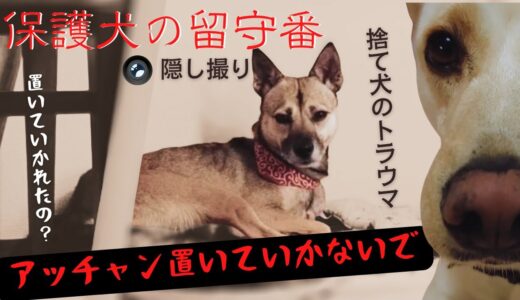 置き去りがトラウマの保護犬「お留守番を隠し撮り」・・頑張る犬の姿にママ号泣