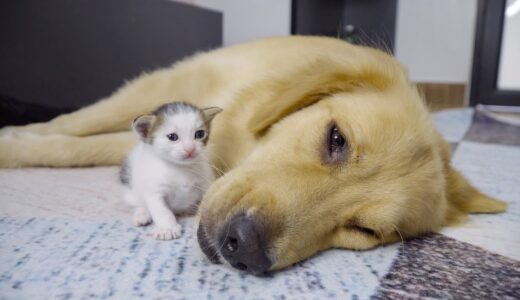 ゴールデンレトリバー犬に育てられている子猫子達は二週間後にこうなった