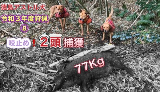 【徳島アストル犬】〜巨猪への挑戦〜令和3年度狩猟⑧　咬止め❕２頭捕獲❕#狩猟#猟犬#イノシシ猟#hunting#猪猟#令和3年度狩猟#狩りガール