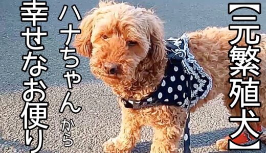 劣悪な環境からレスキューされた元繁殖犬のハナちゃんから、幸せなお便りが届きました♪「vol 195」