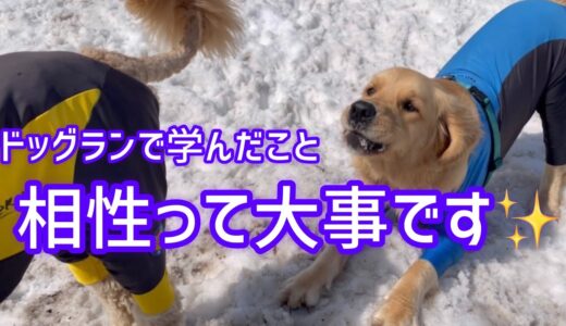 お誕生日【ドッグラン編】人格があるように犬にも犬格があるのです🐶‼️ゴールデンレトリバー烈