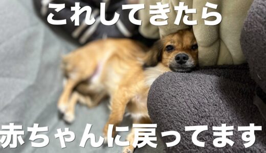 犬が赤ちゃんに戻っている時にしか見せない行動