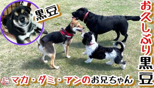 【子犬　保護犬　黒豆】お久しぶりです！黒豆です！