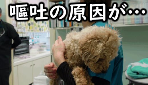 【緊急搬送】犬が嘔吐したので病院へ急行したところ、先生もお手上げの結果に・・・