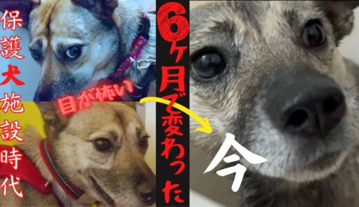 保護犬アッチャンの心を開くまでの６ヶ月の記録