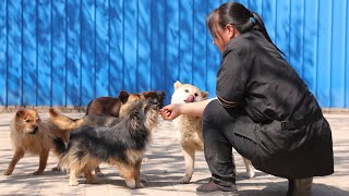 看到天真可爱的它们，庆幸我从狗贩子手中把它们买下来了By looking innocent cute faces, glad I had saved them from dogs dealer