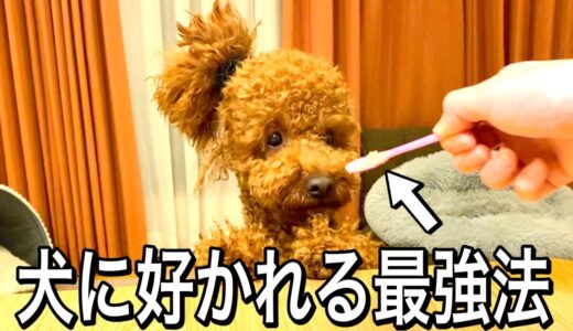 犬に好かれる最強の方法。