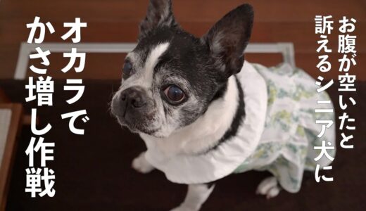 シニア犬15歳 お腹が空いてしまうので、オカラ始めました【ボストンテリア/Bostonterrier Lulu】