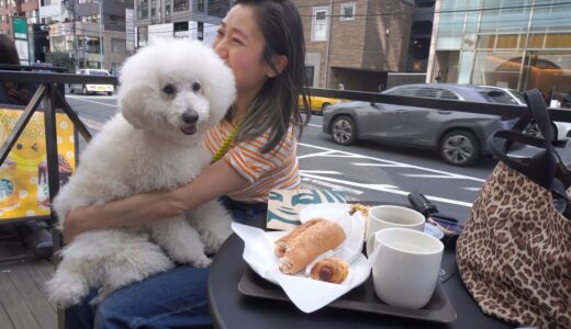 外で必ず大型犬の赤ちゃんに間違われるトイプードル