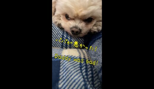 怒っている犬【関西弁でしゃべる犬】 #183 Angry dog [Dog talking in Kansai dialect] #shorts #funnyvideo