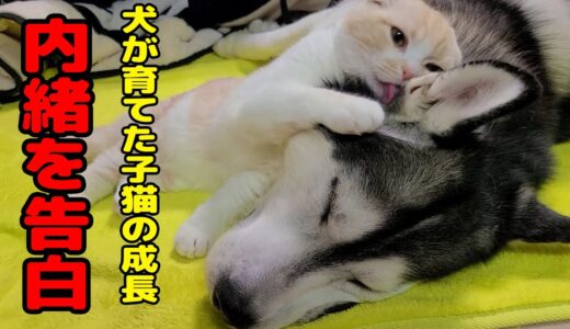 内緒にしてたことをお話しします。ハスキー犬達が育てた子猫の4か月の成長…