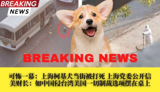 慎入观看：上海柯基犬当街被打死；上海党委公开信：党员冲上去，打赢这场大仗硬仗！美财长：如中国侵台湾美国一切制裁选项摆在桌上；美宣布全面制裁封锁俄最大两家银行和普京女儿；俄卢布支付以美元债券违约概率暴增